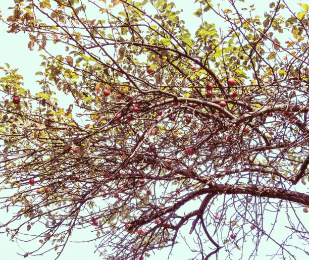 Rośliny opowiedzą nam historię…