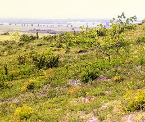 Rośliny ciepłolubne