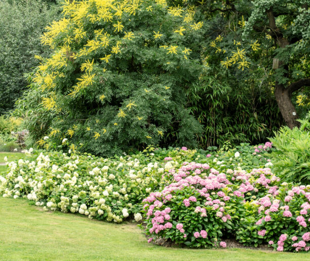 Nie tylko kwitnące wiśnie. Japońskie rośliny w Krakowie