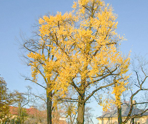 Miłorząb dwuklapowy