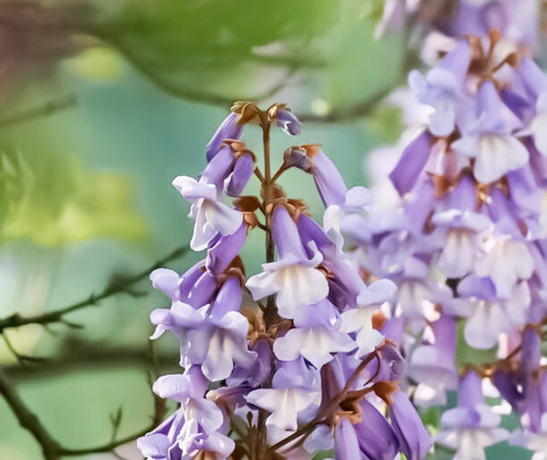 Paulownia puszysta