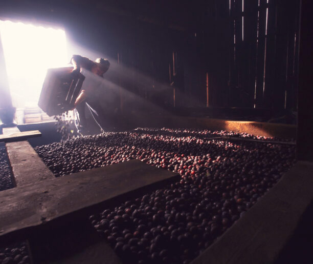 Od słynnej śliwki z grzechu poczętej do najstarszej polskiej książki kucharskiej