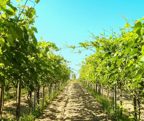 Winnica Słońce i Wiatr