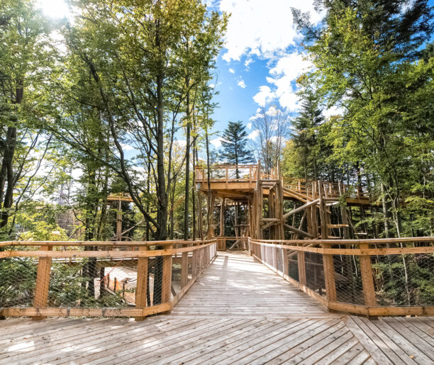 Czy licho śpi w koronach drzew? Podróż na wieżę