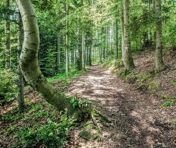 W beskidzkich lasach