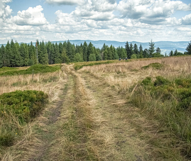 Niemcowa cała w borówkach