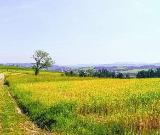 Tropem naddunajeckich pustelników
