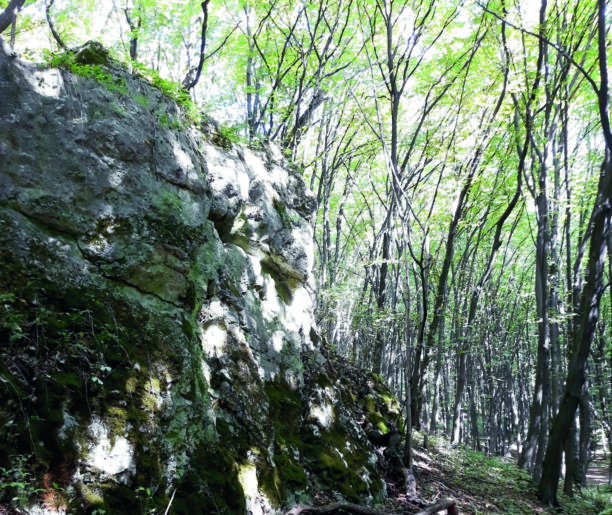 Rezerwat przyrody „Skołczanka”