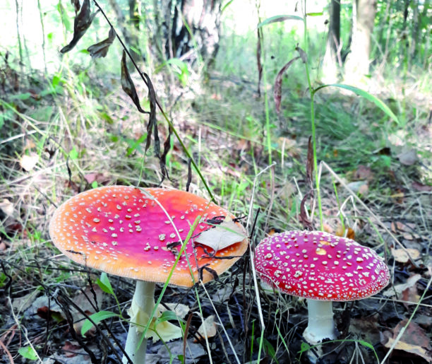 Walory przyrodnicze okolicy