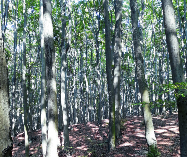 Las bukowy