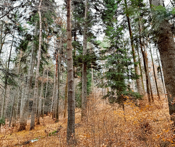 Rezerwat Kozie Kąty