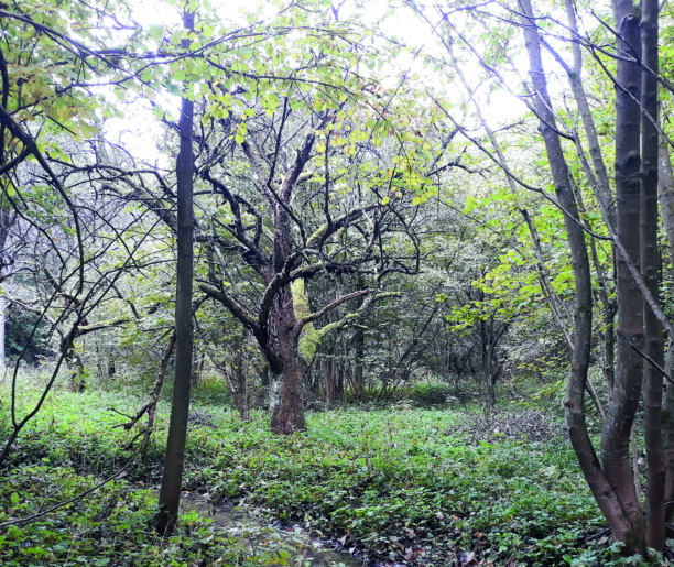 Rezerwat przyrody „Dolina Kluczwody”