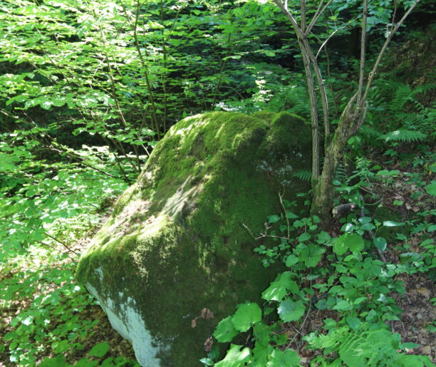 Skałka w okolicach Burzyna