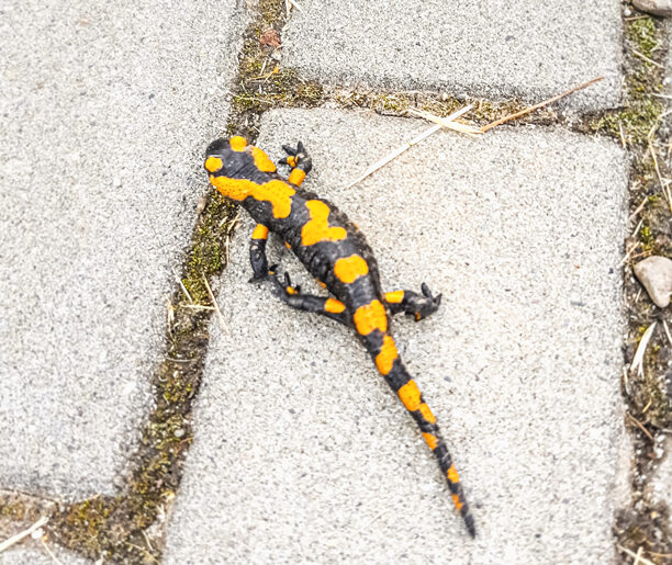 W dobrym towarzystwie