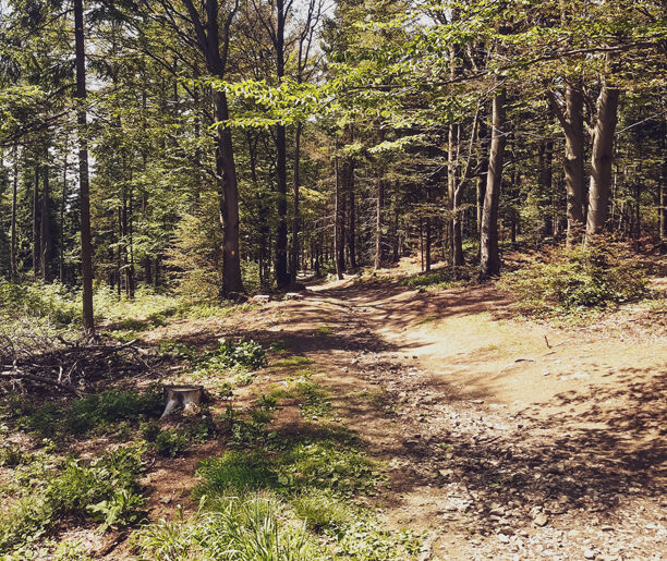 Прогулянка лісом