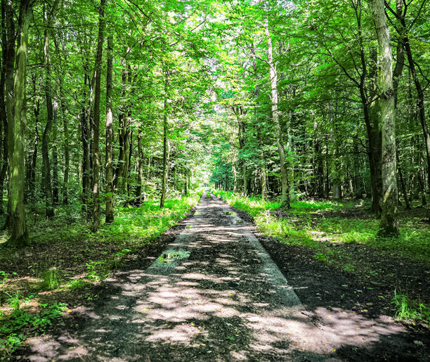 Rezerwaty – Koło i Wiślisko Kobyle