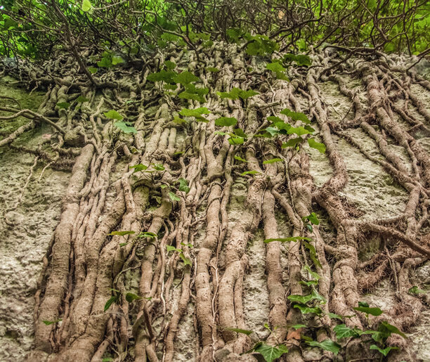 Wiecznie zielony skarb w Zimnym Dole
