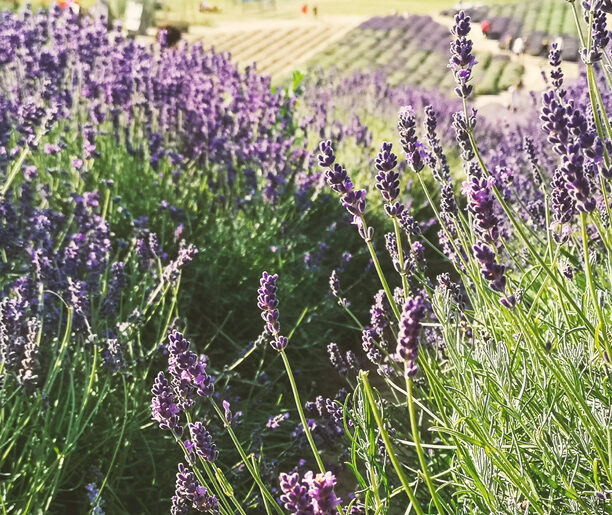 Ścieżka rowerowa po dawnym nasypie kolejki wąskotorowej