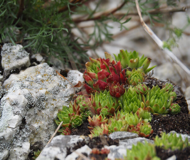 Amonity w rojownikach