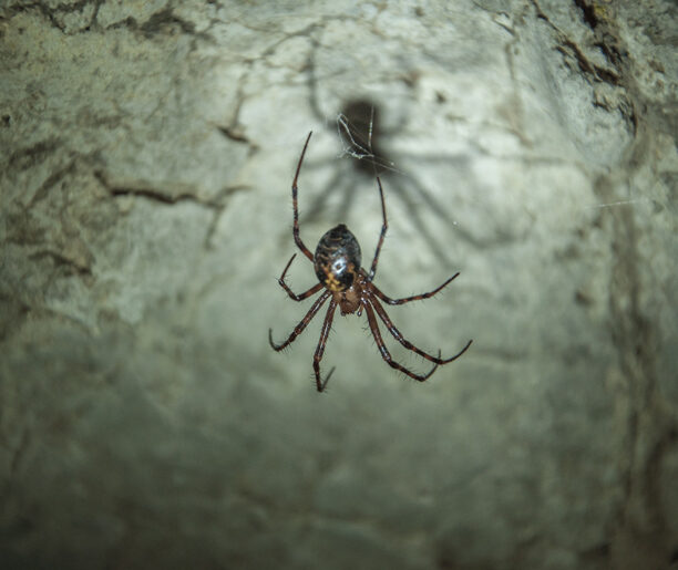 Życie w ciemnościach