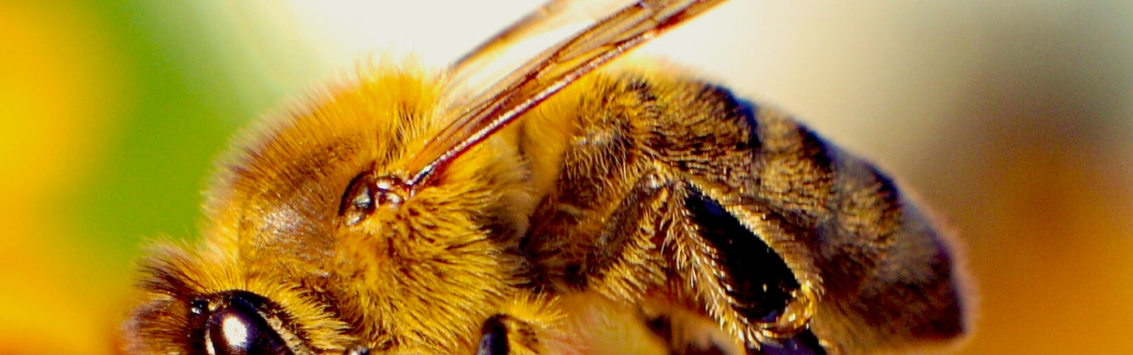 pszczoła
