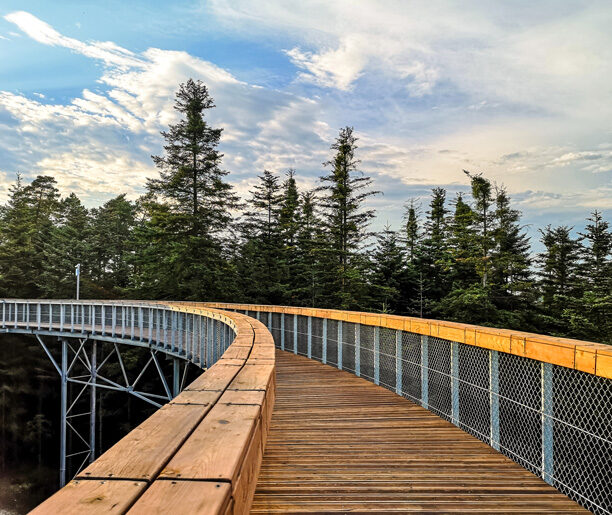 ścieżka w koronach drzew