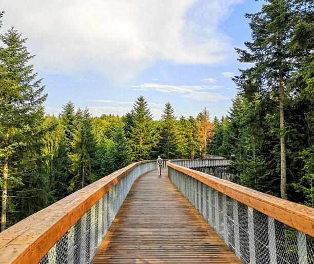 Ścieżka w koronach drzew