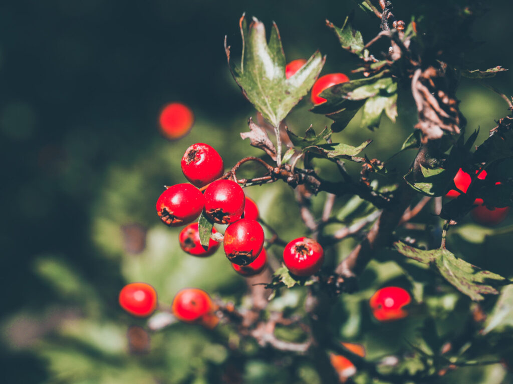 owoce głogu na krzaku