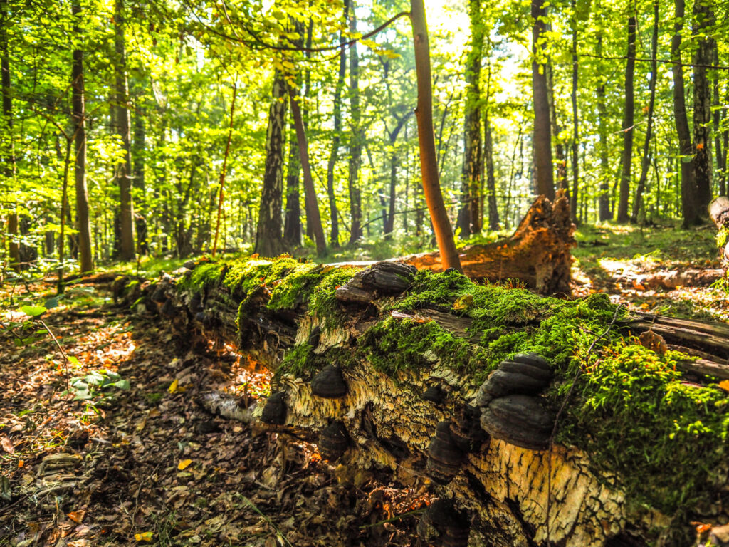 leśna polana oświetlona słońcem