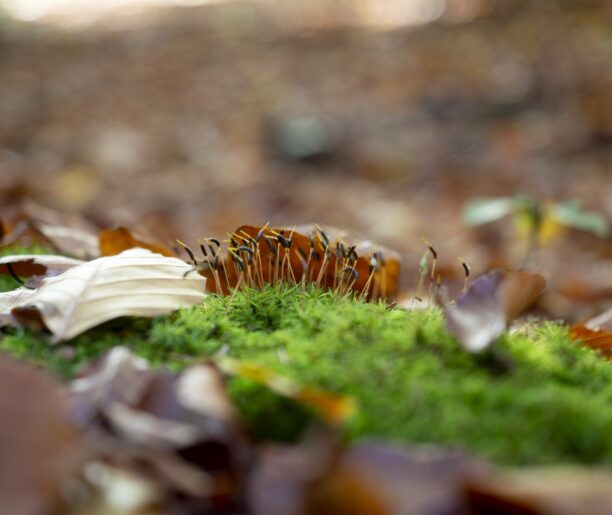 Puszcza Dulowska i okolice, czyli gdzie dawniej rezydowali Tenczyńscy