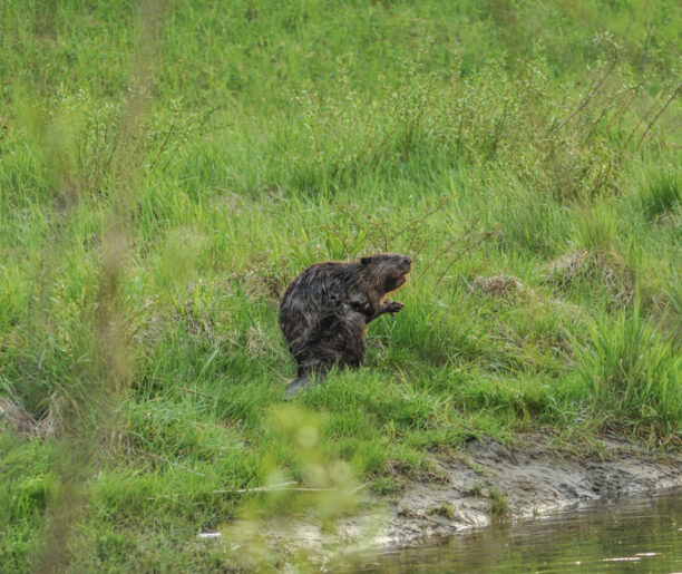 Bóbr na brzegu w okolicy rzeki lub stawu, widoczny w pozycji pionowej z mokrą sierścią, prawdopodobnie po wyjściu z wody.