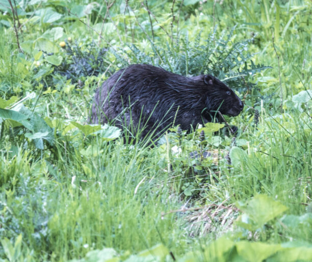 Bóbr stojący na zielonej, gęsto porośniętej roślinnością łące. Zwierzę w pozycji pochylonej, prawdopodobnie w trakcie poszukiwania pokarmu.