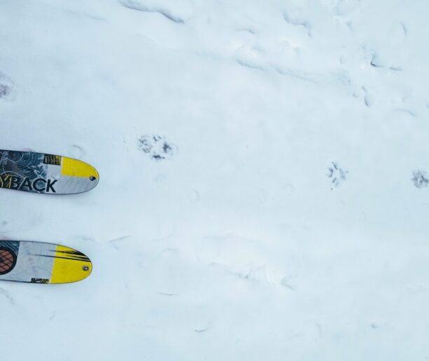 Zew dzikiej przyrody