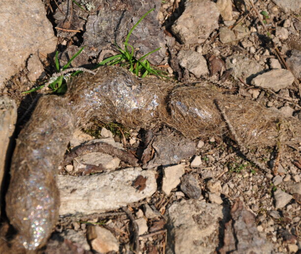 Wilcza odchody leżące na ziemi, pełne sierści, widoczne na tle kamieni i suchego podłoża leśnego.