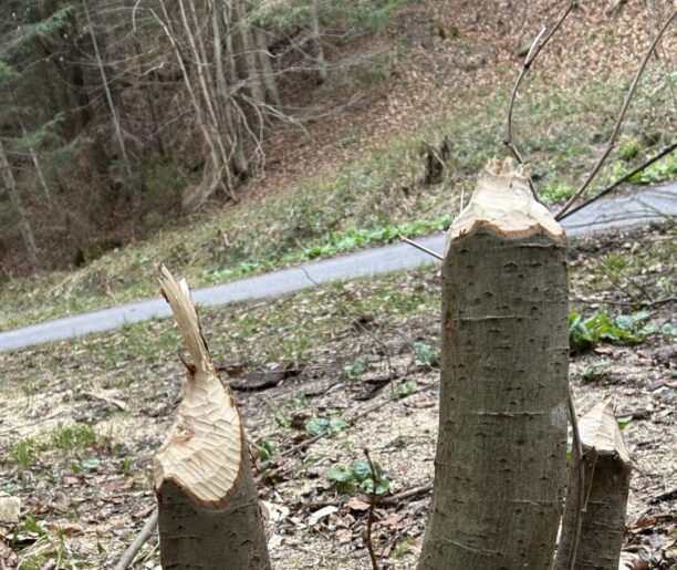 Ślady działalności bobra na drzewach, z widocznymi ogryzionymi pniami oraz leżącymi wiórami na ziemi. Drzewa o charakterystycznym stożkowatym kształcie śladów żerowania.