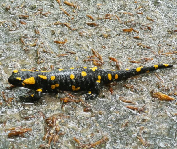 Salamandra plamista na mokrej ziemi, otoczona drobnymi, brązowymi gałązkami i liśćmi.