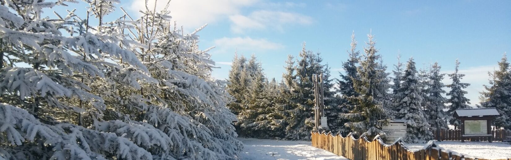 Zaśnieżone drzewa iglaste przy drewnianym ogrodzeniu prowadzącym do leśnej polany w słoneczny zimowy dzień.