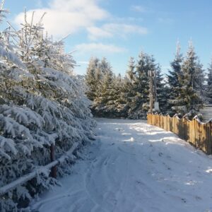 Zaśnieżone drzewa iglaste przy drewnianym ogrodzeniu prowadzącym do leśnej polany w słoneczny zimowy dzień.