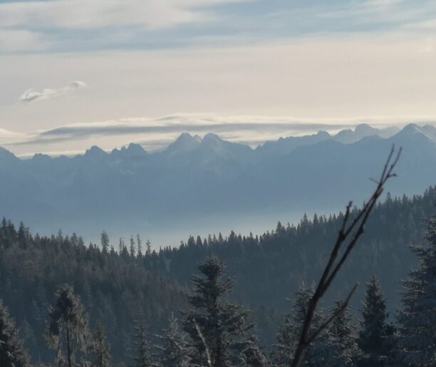 Panorama Tatr widziana z Gorców, otoczona świerkami. Chmury unoszą się nad górami w jasny, słoneczny dzień.